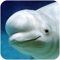 �׾�ģ����v1.0.1 �ֻ���