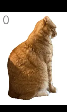 ��è��ë(��è��ë��Ϸ)v1.0 �ٷ������ͼ