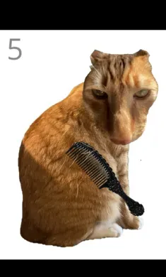 ��è��ë(��è��ë��Ϸ)v1.0 �ٷ������ͼ