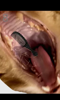 ��è��ë(��è��ë��Ϸ)v1.0 �ٷ������ͼ