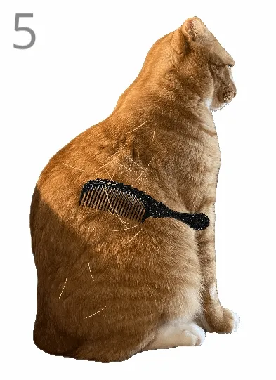 ��è��ë(��è��ë��Ϸ)