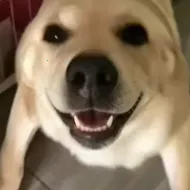 �󹷽���Ϸ������ư������ֻ���v1.1 ��׿��